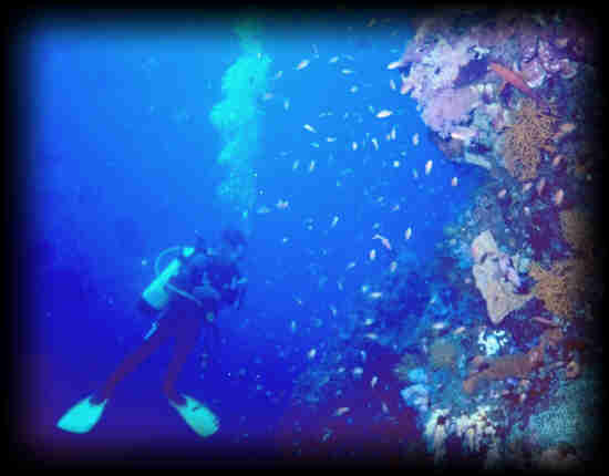 Tauchen mit deutsch sprachigen Tauchschulen auf den Philippinen - Diving with a philippine PADI Dive Center in the philippines